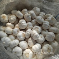 Jinxiang suministro de ajo fresco todo el año